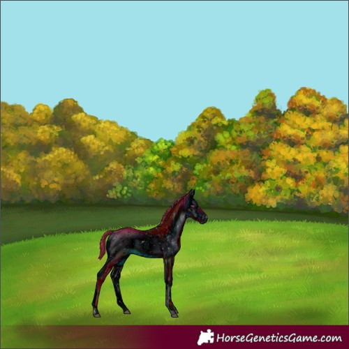 Horse Color:ERROR: UNKNOWN ANOMALY