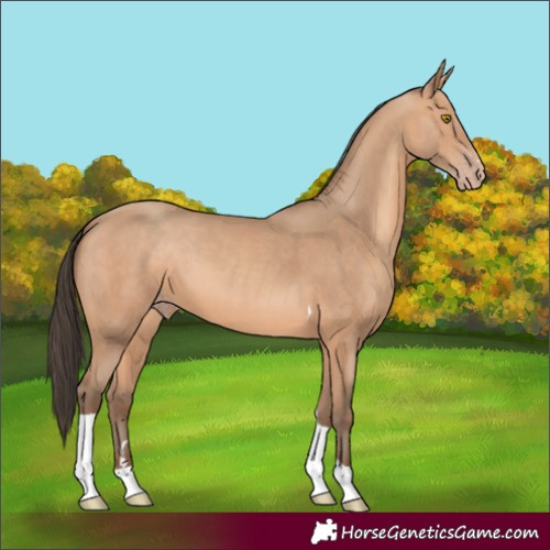 Horse Color:Amber Champagne Tobiano 
