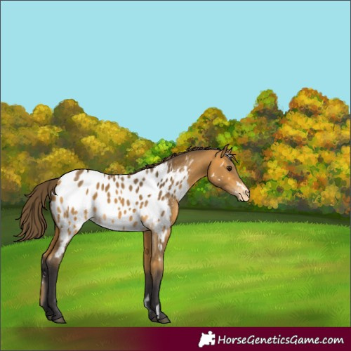 Horse Color:White Spotted Buckskin Near Leopard 