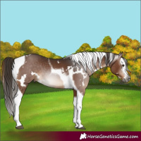 Horse Color:Gray White Spotted Liver Chestnut Splash Tobiano Rabicano 