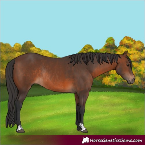 Horse Color:Brown Rabicano  and Brown Rabicano 