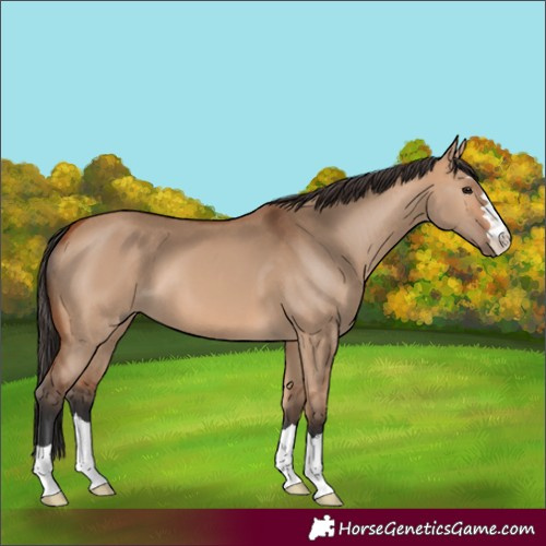 Horse Color:Unknown 
