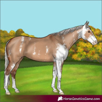 Horse Color:Silver Bay Dun Sabino