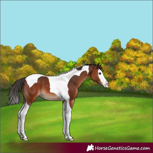 Horse Color:Brown Splash Tobiano 