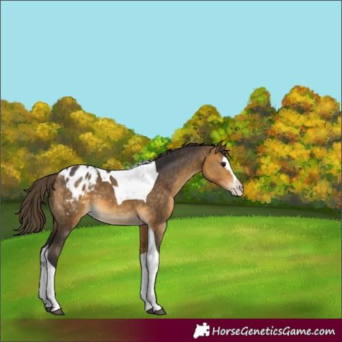 Horse Color:Buckskin Splash Tobiano Blanket 