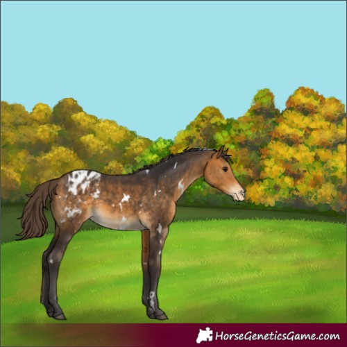Horse Color:White Spotted Buckskin Blanket 
