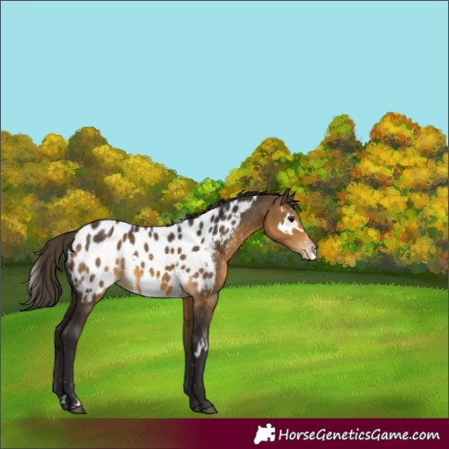 Horse Color:White Spotted Buckskin Near Leopard 