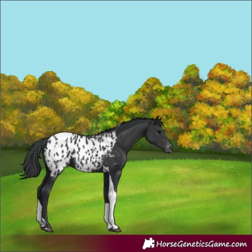 Horse Color:Black Tobiano Blanket 