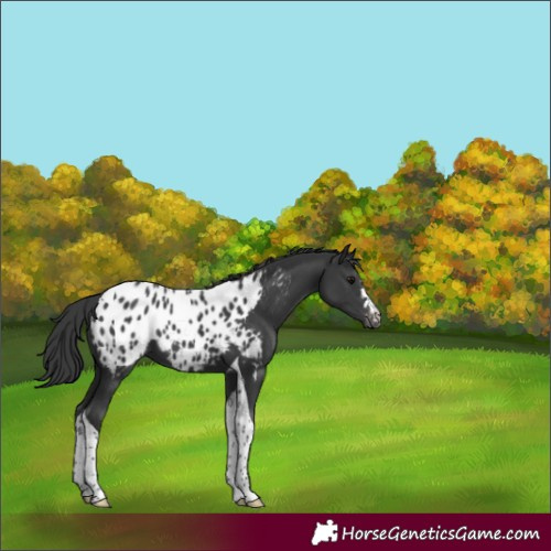 Horse Color:Black Tobiano Blanket 
