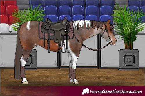 Horse Color:Bay Tobiano Varnish 