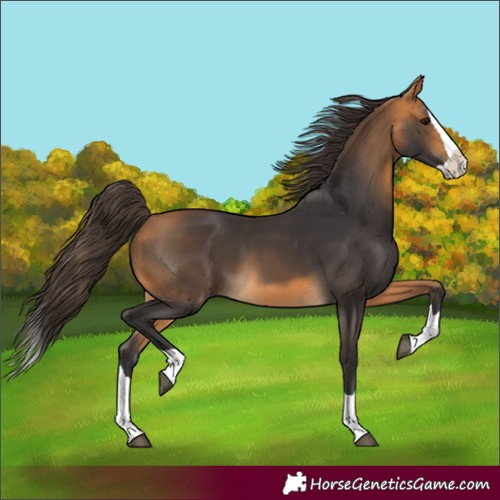 Horse Color:Unknown 