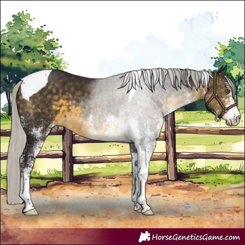 Horse Color:White Spotted Silver Buckskin Tobiano 