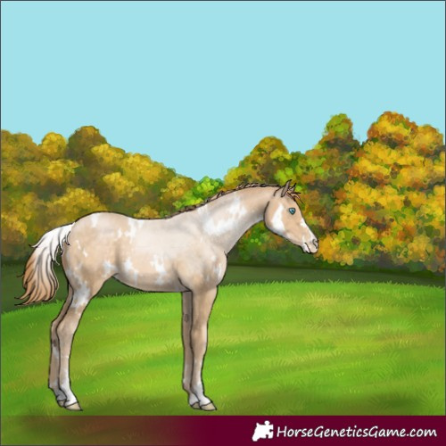 Horse Color:White Spotted Buckskin Pearl 
