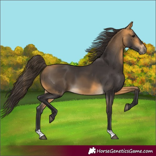 Horse Color:Buckskin 