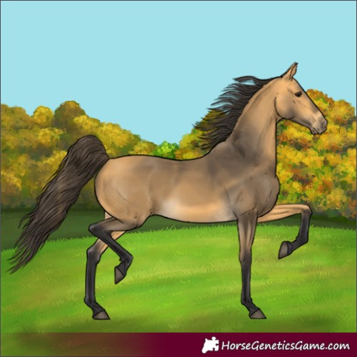 Horse Color:Unknown 