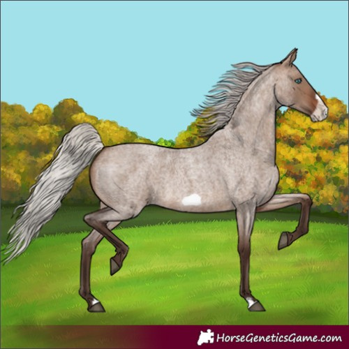 Horse Color:Silver Brown Roan Dun Frame 