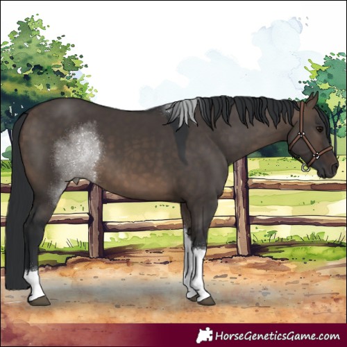 Horse Color:Brown Dun Tobiano Rabicano 