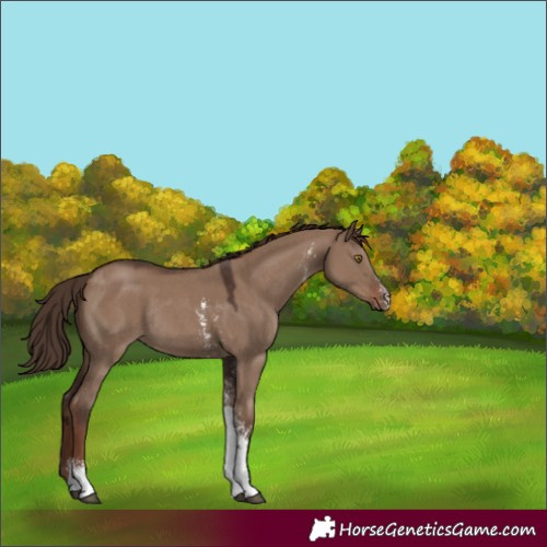 Horse Color:Liver Red Dun Sabino Tobiano Rabicano 