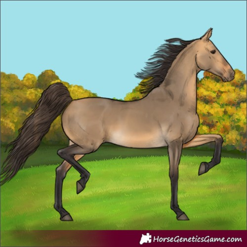 Horse Color:Unknown 
