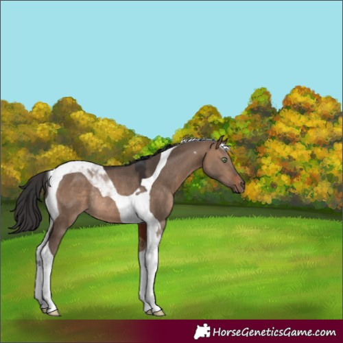 Horse Color:Brown Dun Tobiano Rabicano 
