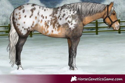 Horse Color:Powder White Silver Buckskin Appaloosa 