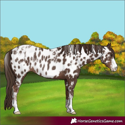 Horse Color:Powder White Liver Chestnut Near Leopard Rabicano 