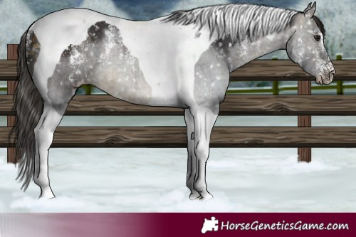 Horse Color:Powder White Buckskin Tobiano Snowflake Varnish Rabicano 
