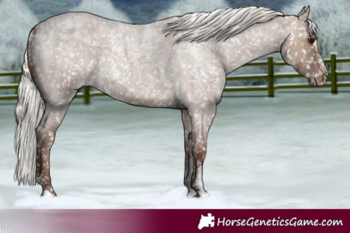Horse Color:Powder White Silver Grullo Roan Snowflake VarnishRabicano 