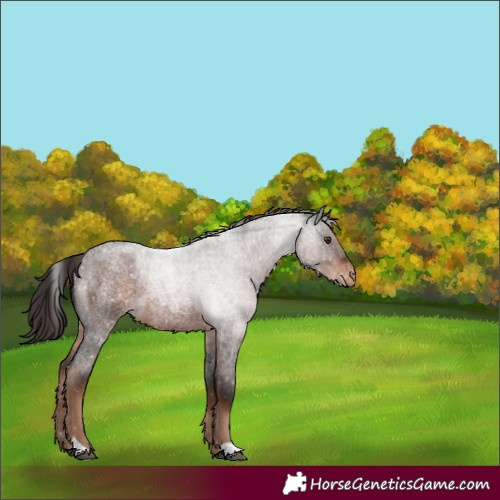 Horse Color:Liver Red Roan Snowflake Varnish 