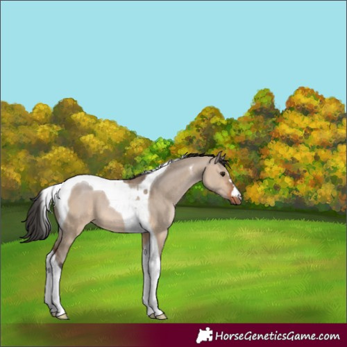 Horse Color:Brown Dun Tobiano 