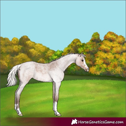 Horse Color:Silver Brown Roan 