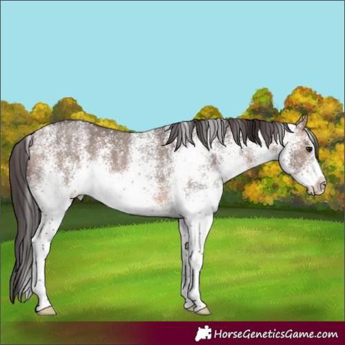 Horse Color:White Spotted Brown Dun 