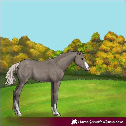 Horse Color:Silver Grullo Rabicano Brindle 