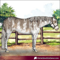 Horse Color:White Spotted Silver Smoky Grullo Rabicano Brindle