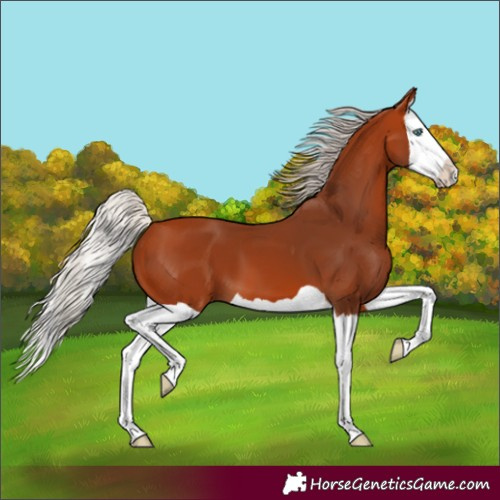 Horse Color:Unknown 
