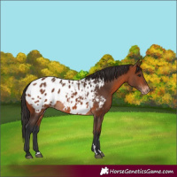 Horse Color:Bay Appaloosa 
