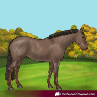 Horse Color:Liver Red Dun Rabicano 
