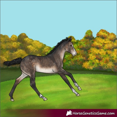 Horse Color:Brown Dun Sabino Tobiano Brindle 
