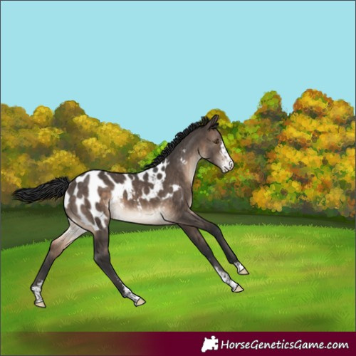 Horse Color:Brown Dun Sabino Near Leopard Brindle