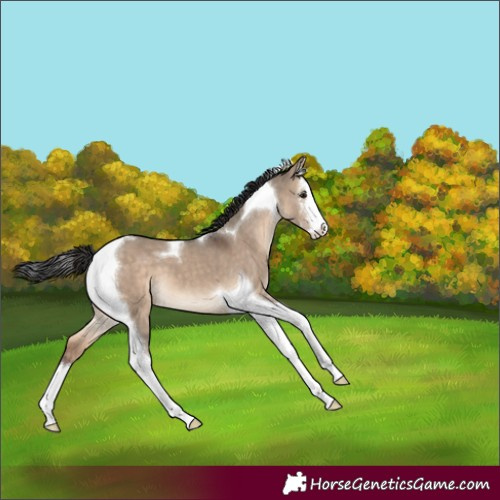 Horse Color:White Spotted Brown Dun Tobiano 
