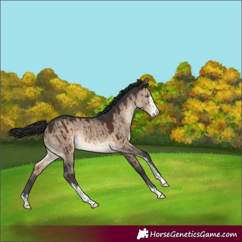 Horse Color:Brown Dun Sabino Rabicano Brindle