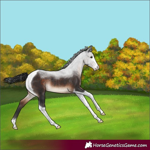 Horse Color:Brown Sabino Tobiano Varnish Rabicano 