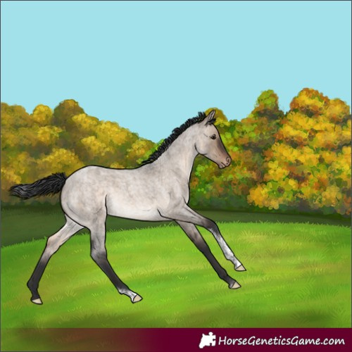 Horse Color:Brown Roan Dun Tobiano Appaloosa
