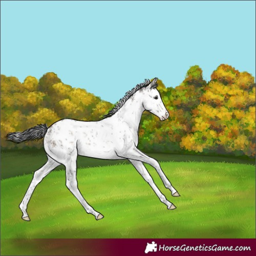 Horse Color:White Spotted Brown Dun Sabino Rabicano