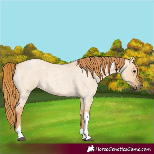 Horse Color:Red Dun Roan Tobiano 