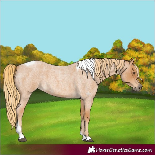 Horse Color:Red Roan Tobiano 
