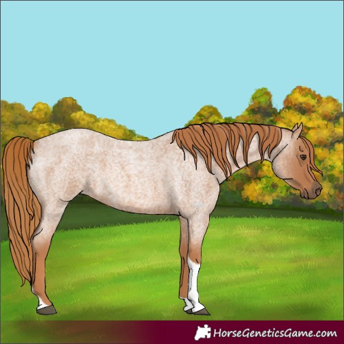 Horse Color:Red Roan Tobiano 