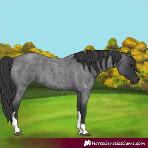 Horse Color:Blue Roan Tobiano 