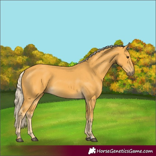 Horse Color:Palomino