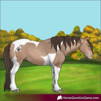 Horse Color:Amber Champagne Tobiano 